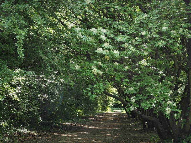 park
