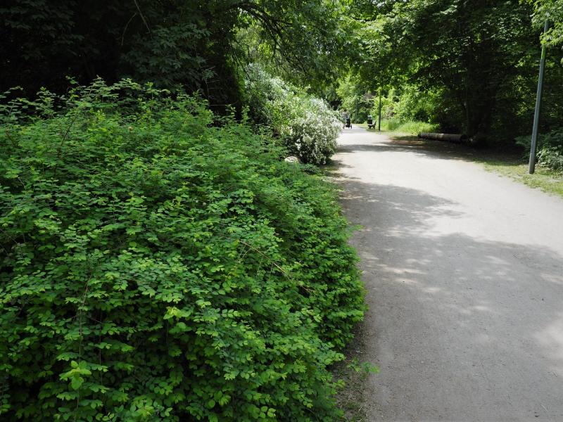 park